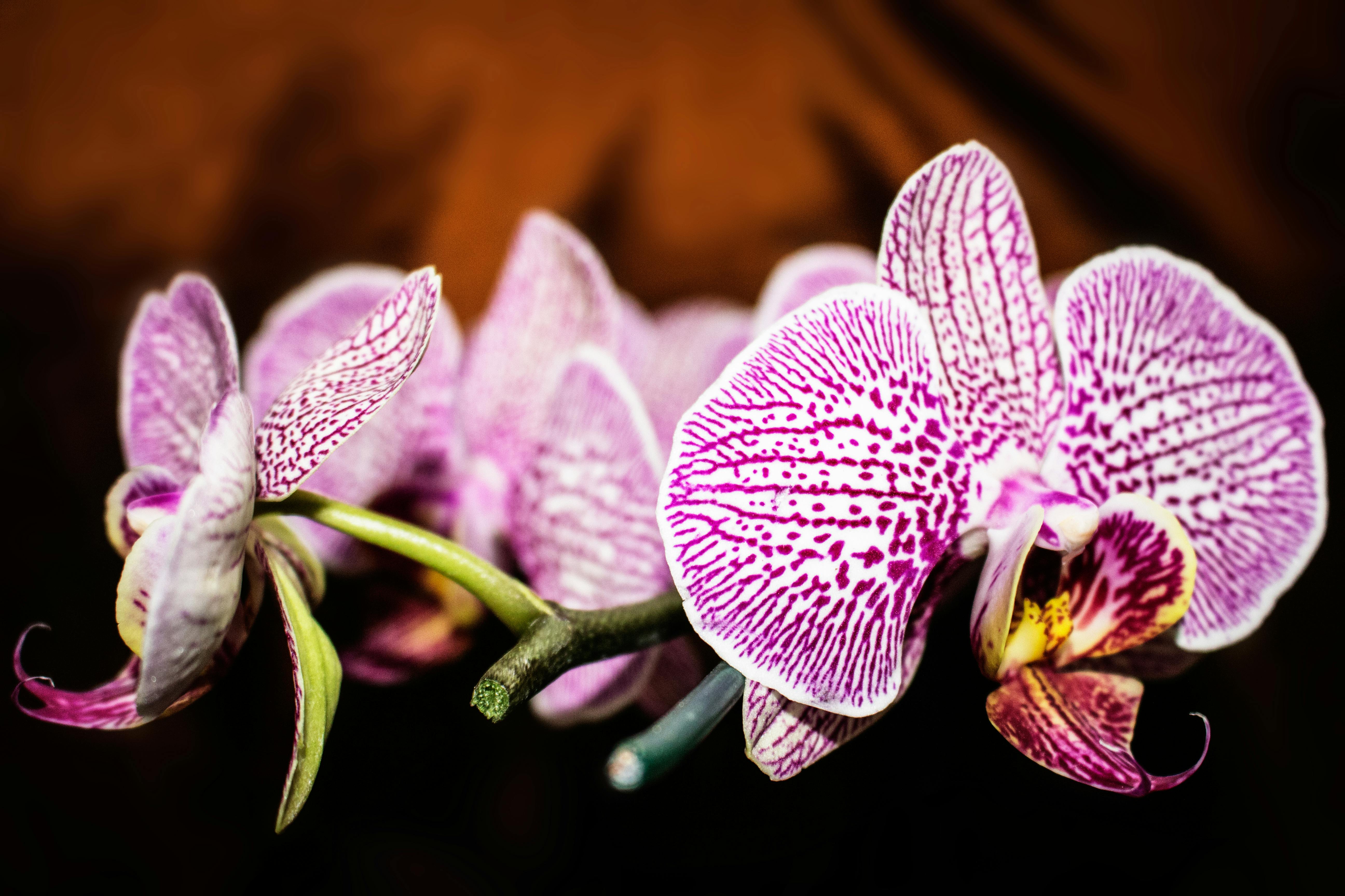 Dark orchid