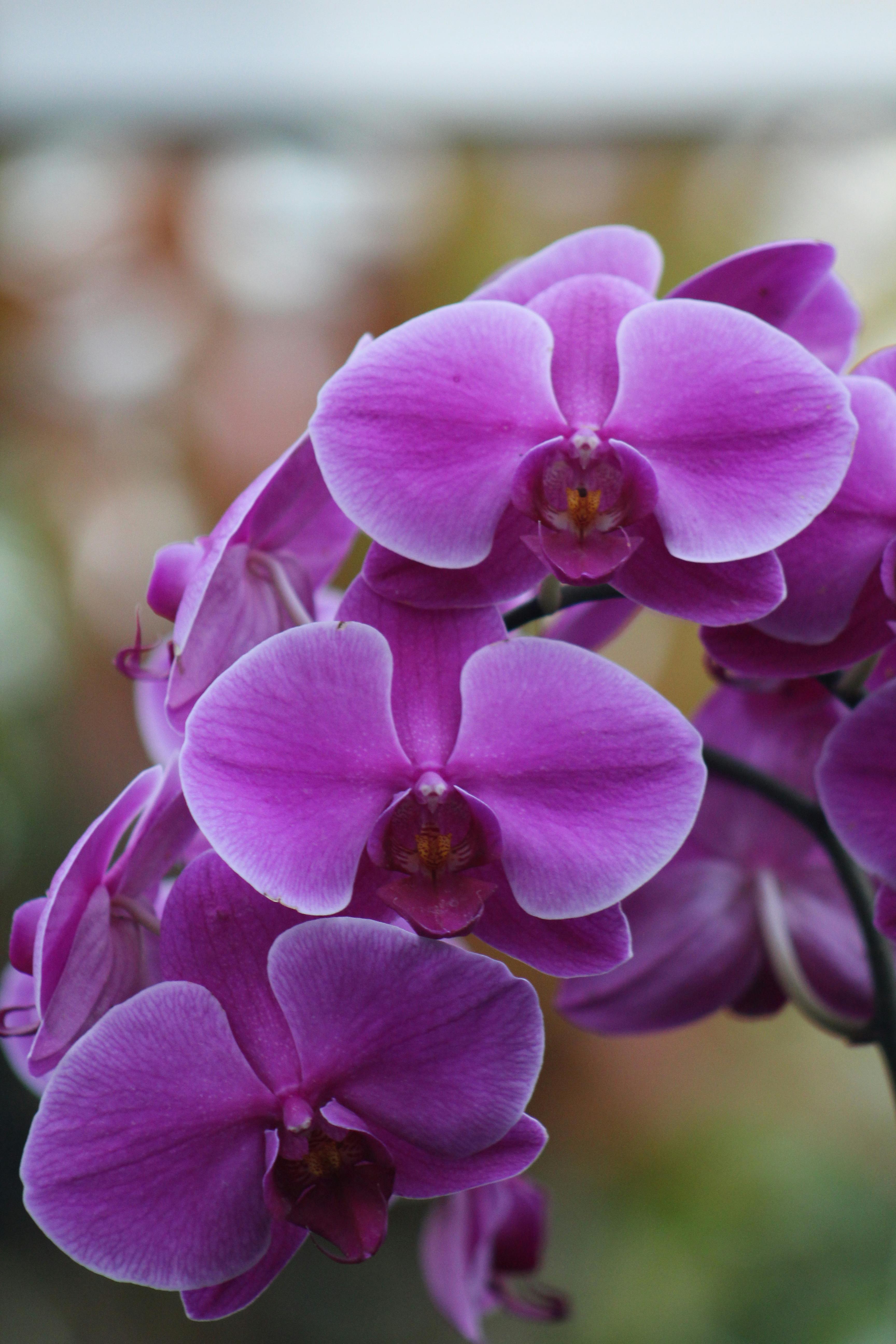 Pink orchid