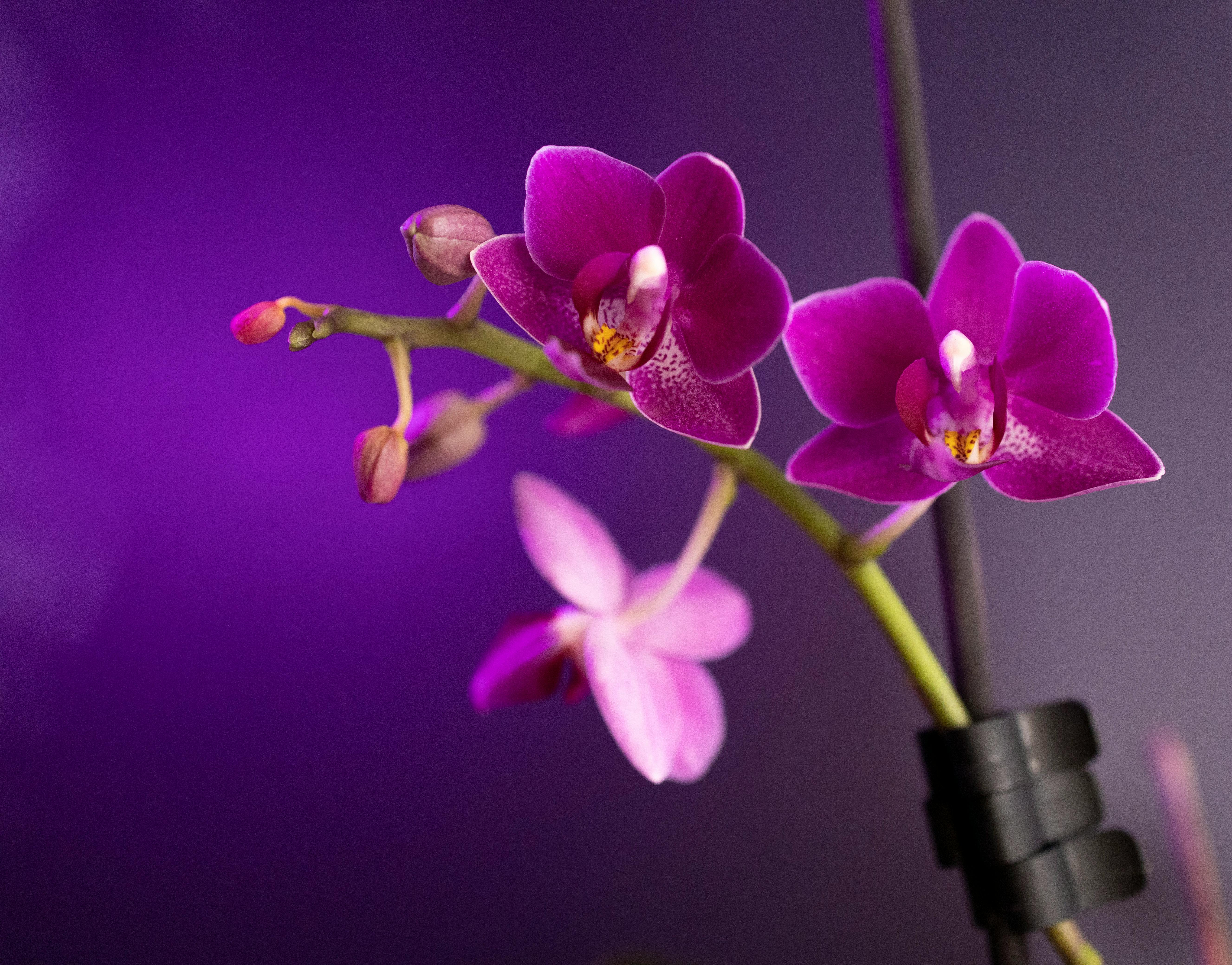 Orchids South Africa 2025 yearbook