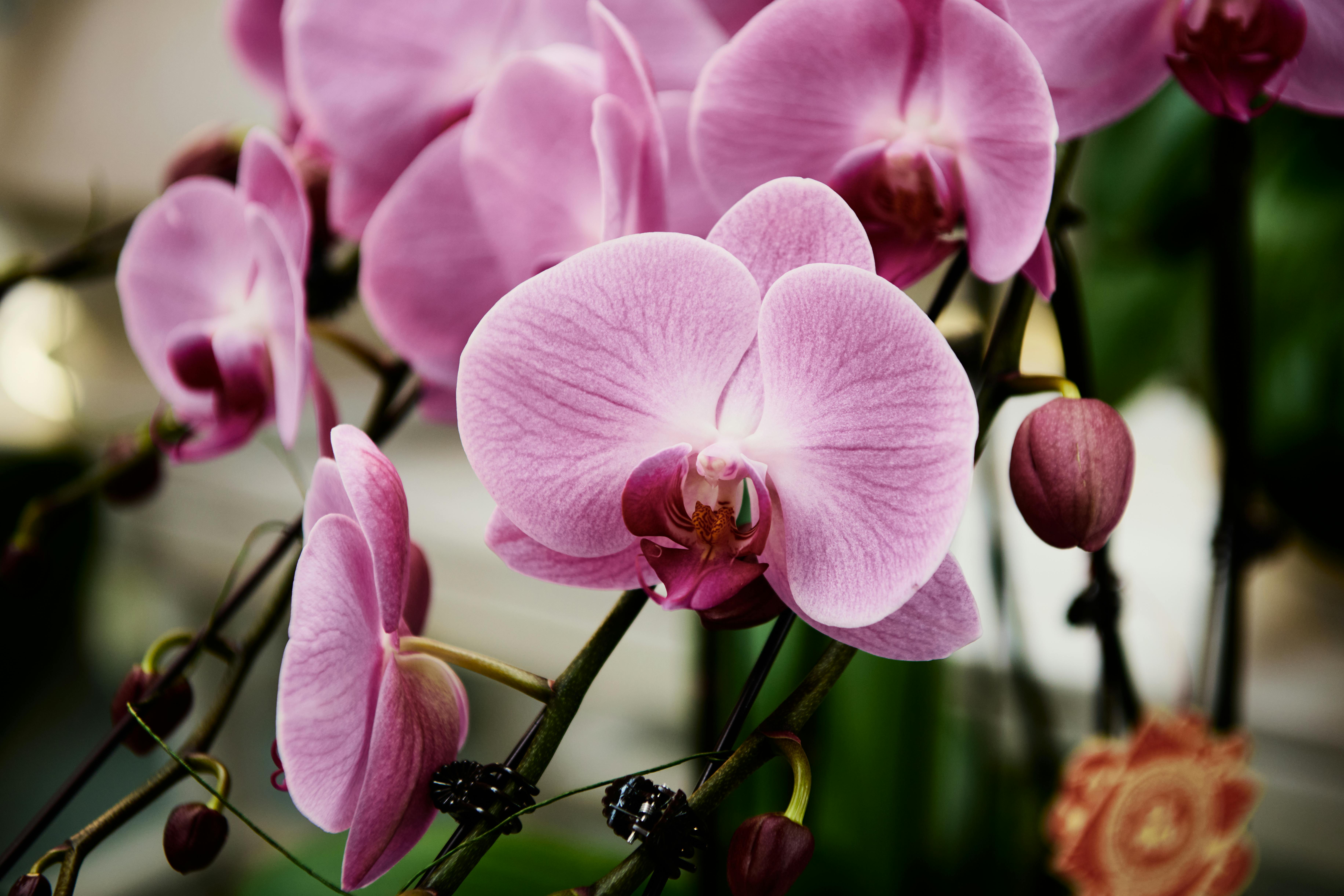 Violet orchid
