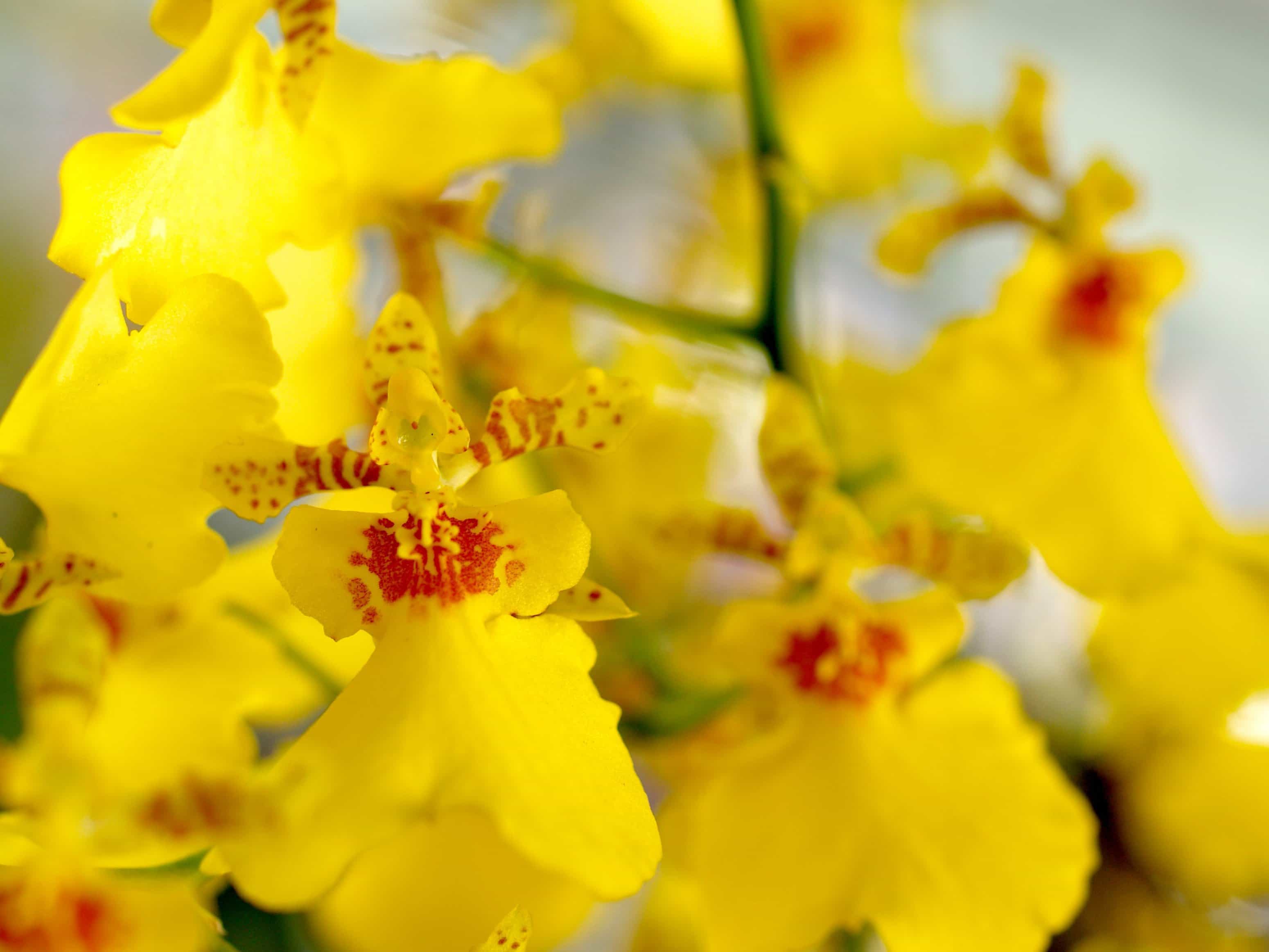 Yellow orchid on the show bench