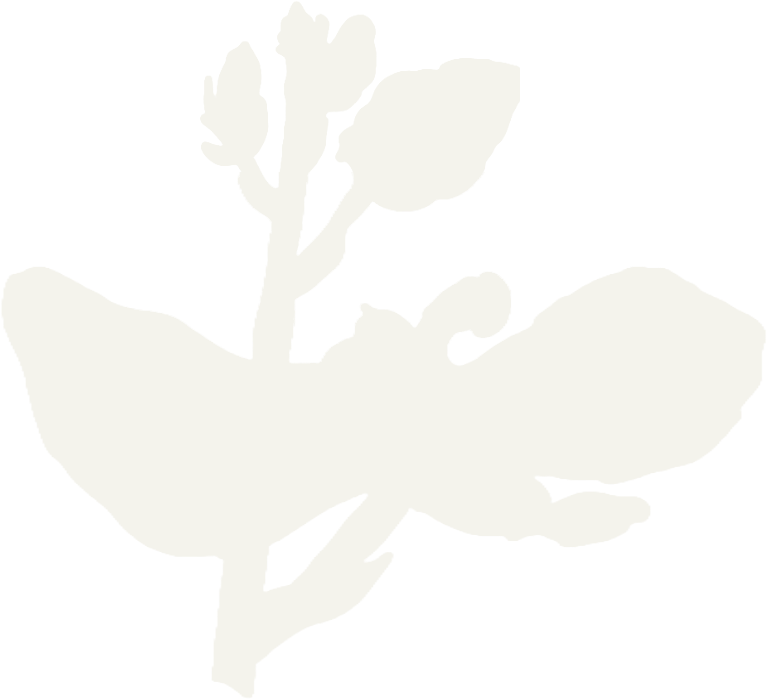 South African Orchid Council